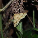 Image of Lobogonia formosana Bastelberger 1909