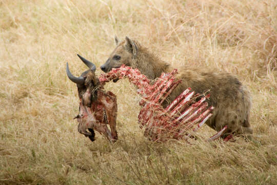 Image of Spotted Hyaenas