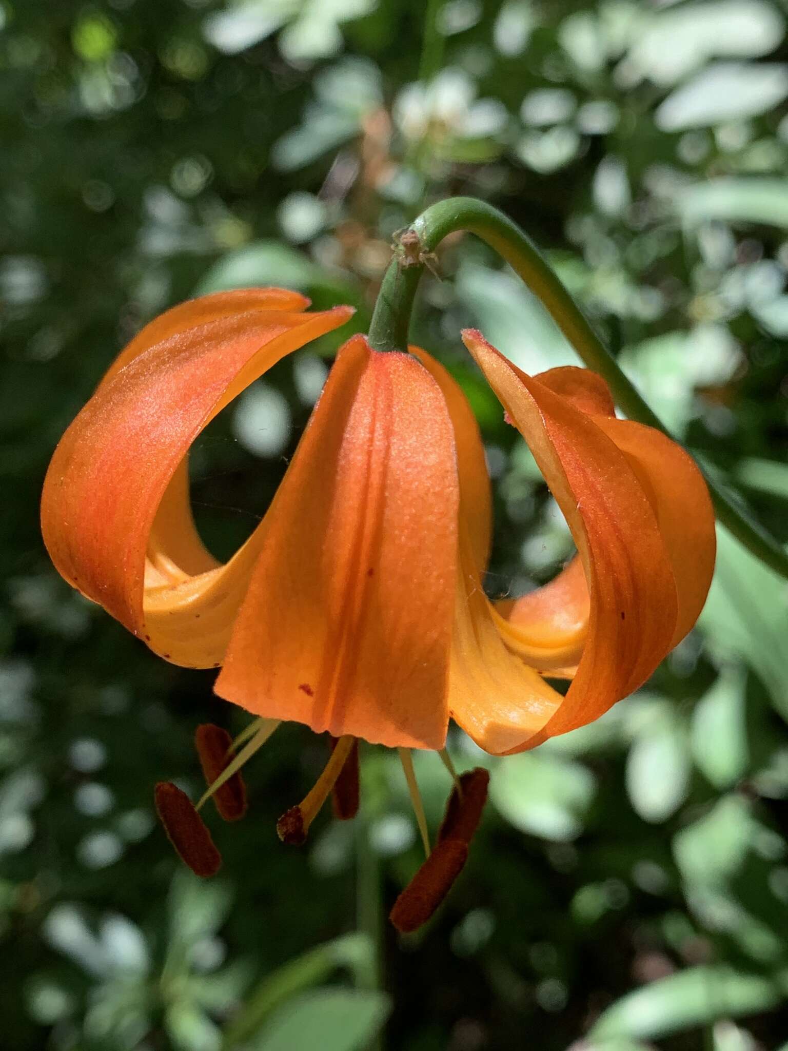 Image of Pitkin Marsh lily