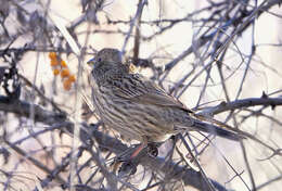 Image of Red-mantled Rosefinch