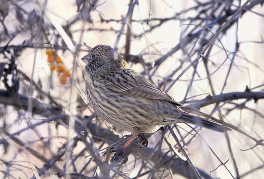 Carpodacus rhodochlamys (Brandt & JF 1843) resmi