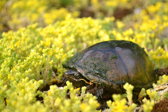 Image of Common Musk Turtle