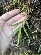 Image of Kauai Blood Grass