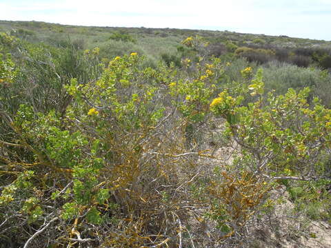 Image of Pteronia divaricata (Berg.) Less.