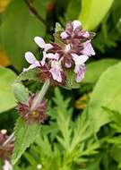 Stachys melissifolia Benth. resmi