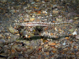 Image of Bluethroat Pikeblenny