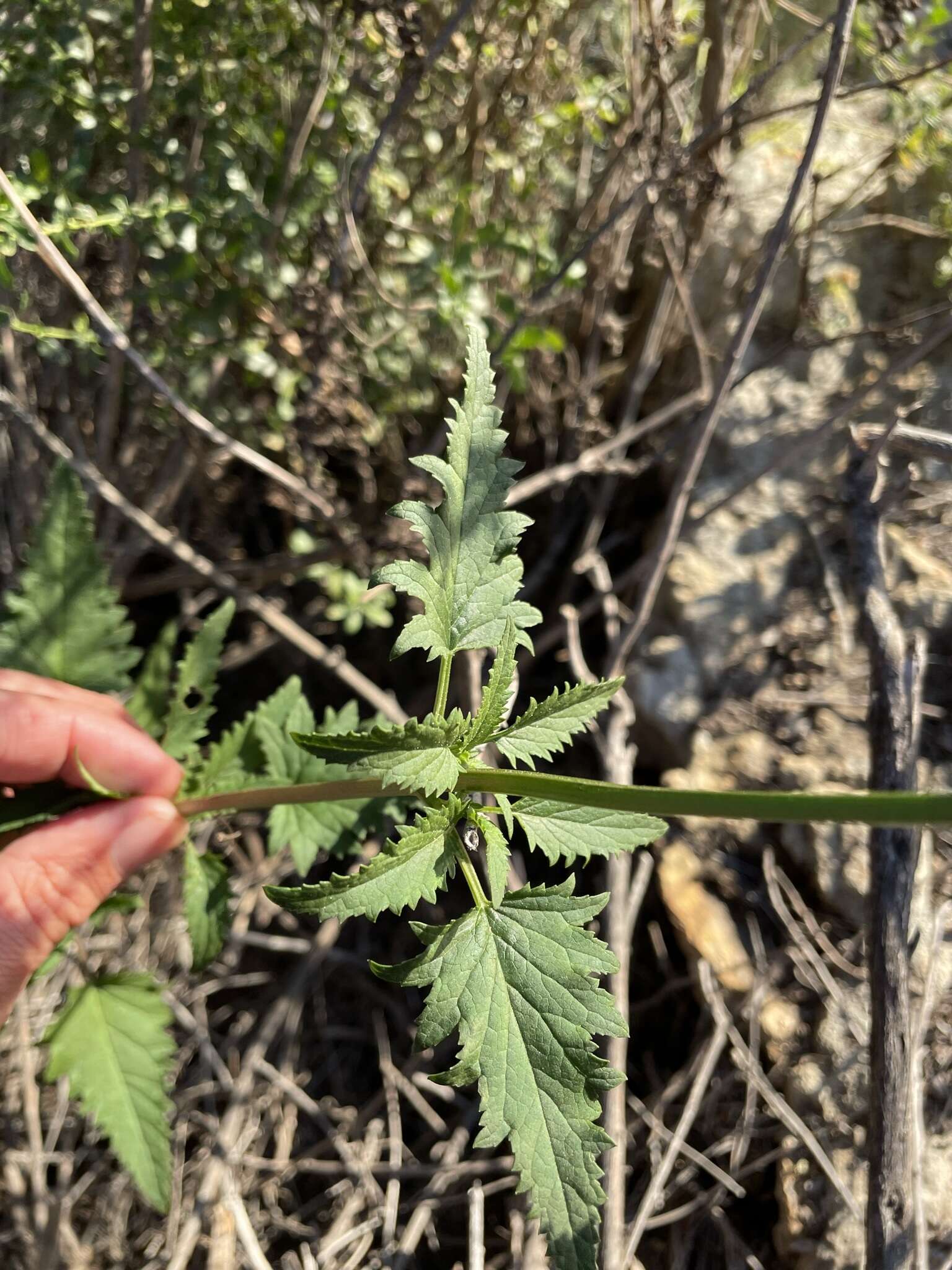 Image of Black-Flower Figwort