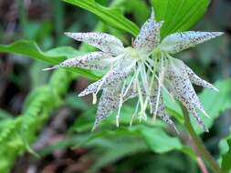 Prosartes maculata (Buckley) A. Gray的圖片