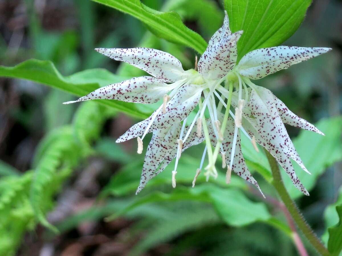 Prosartes maculata (Buckley) A. Gray的圖片