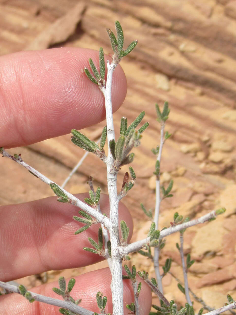 Imagem de Cercocarpus intricatus S. Wats.