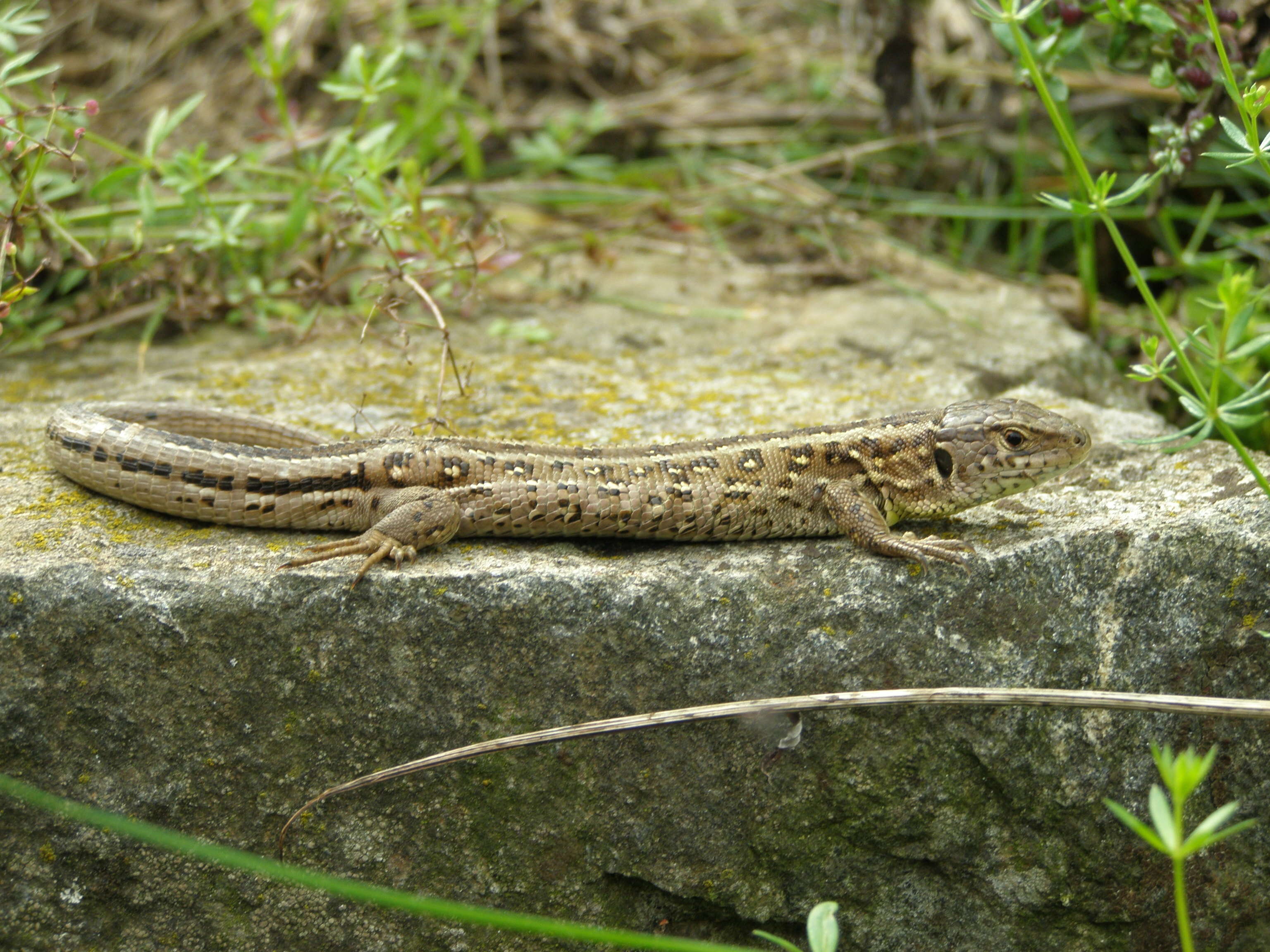 Image of Sand Lizard