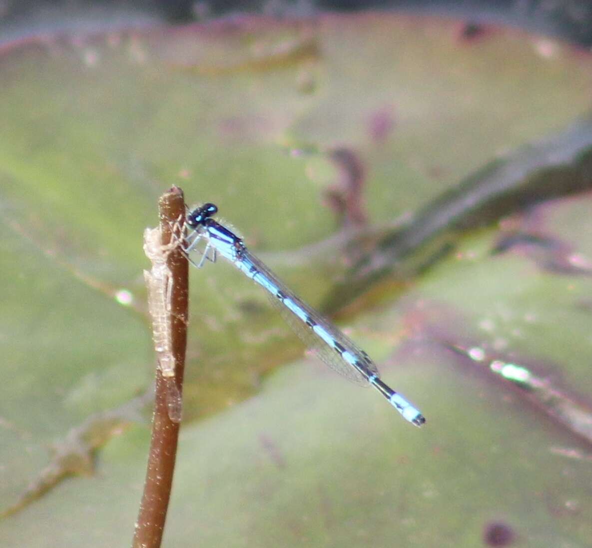 Image of New England Bluet