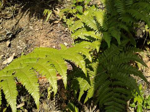 Image of Cyathea atrovirens (Langsd. & Fisch.) Domin