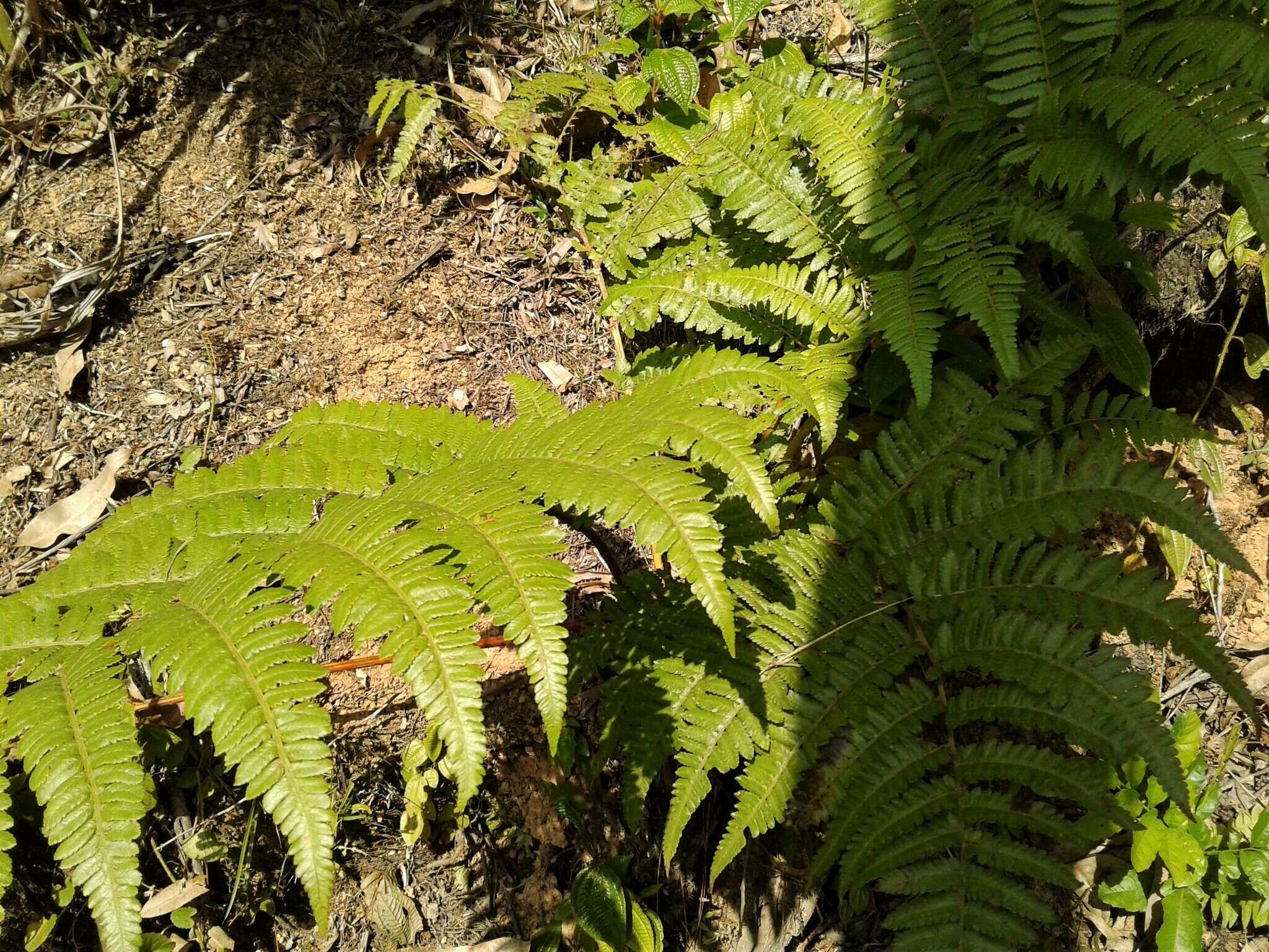 Cyathea atrovirens (Langsd. & Fisch.) Domin resmi