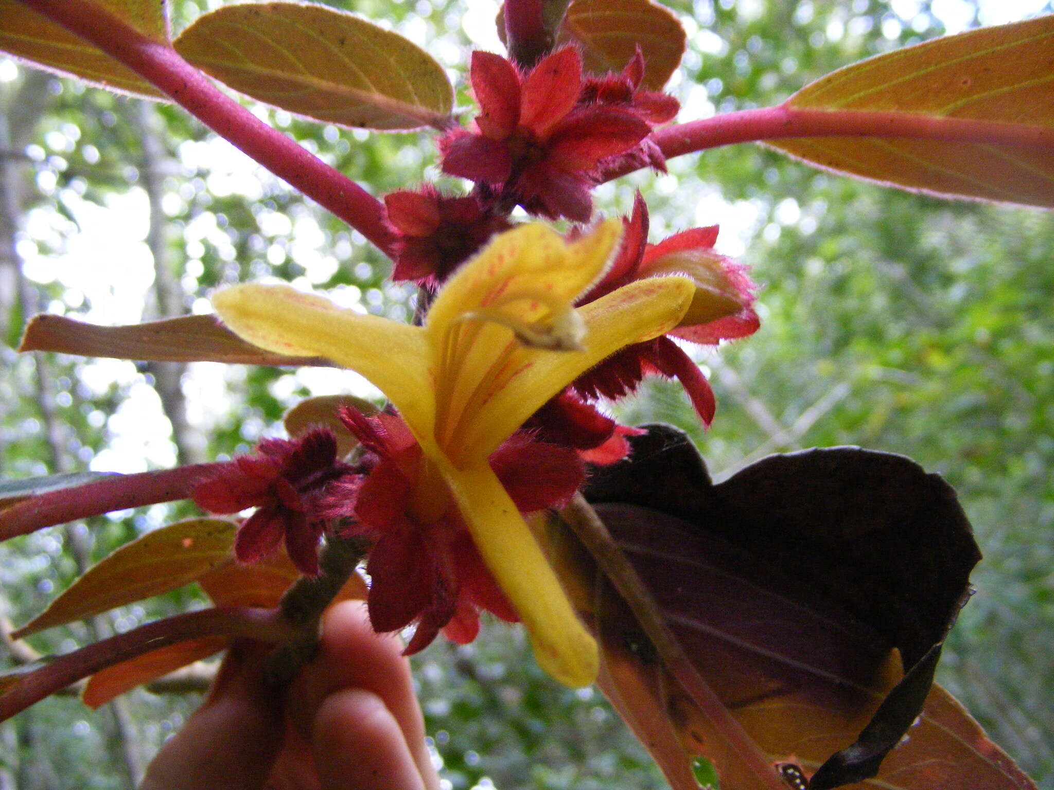 Image of Columnea rutilans Sw.