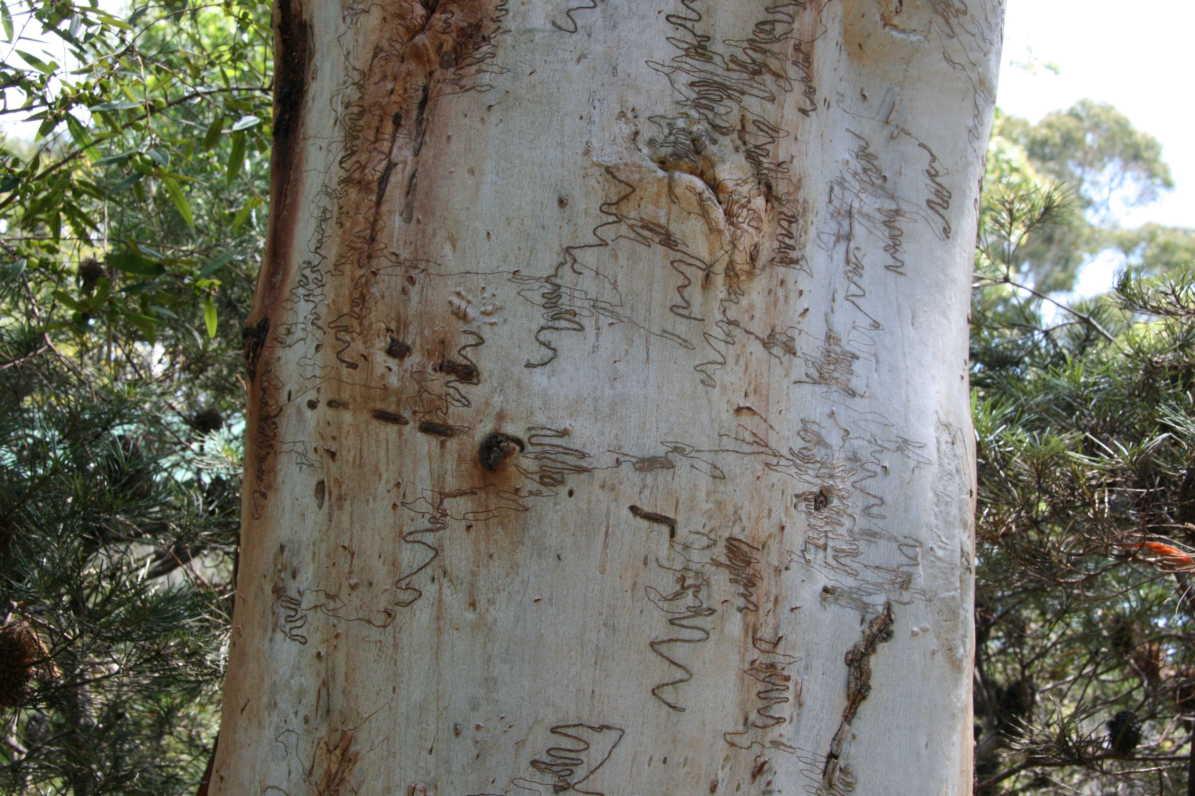 Eucalyptus haemastoma Sm. resmi