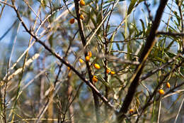 Imagem de Hippophae rhamnoides L.