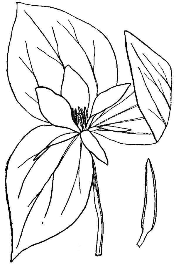 Imagem de Trillium sessile L.