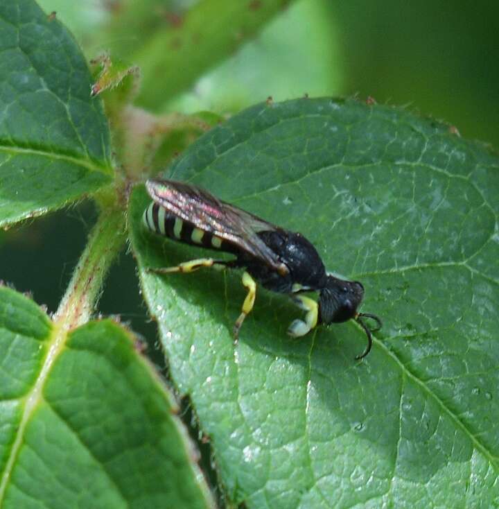 Image of Lestica clypeata (Schreber 1759)