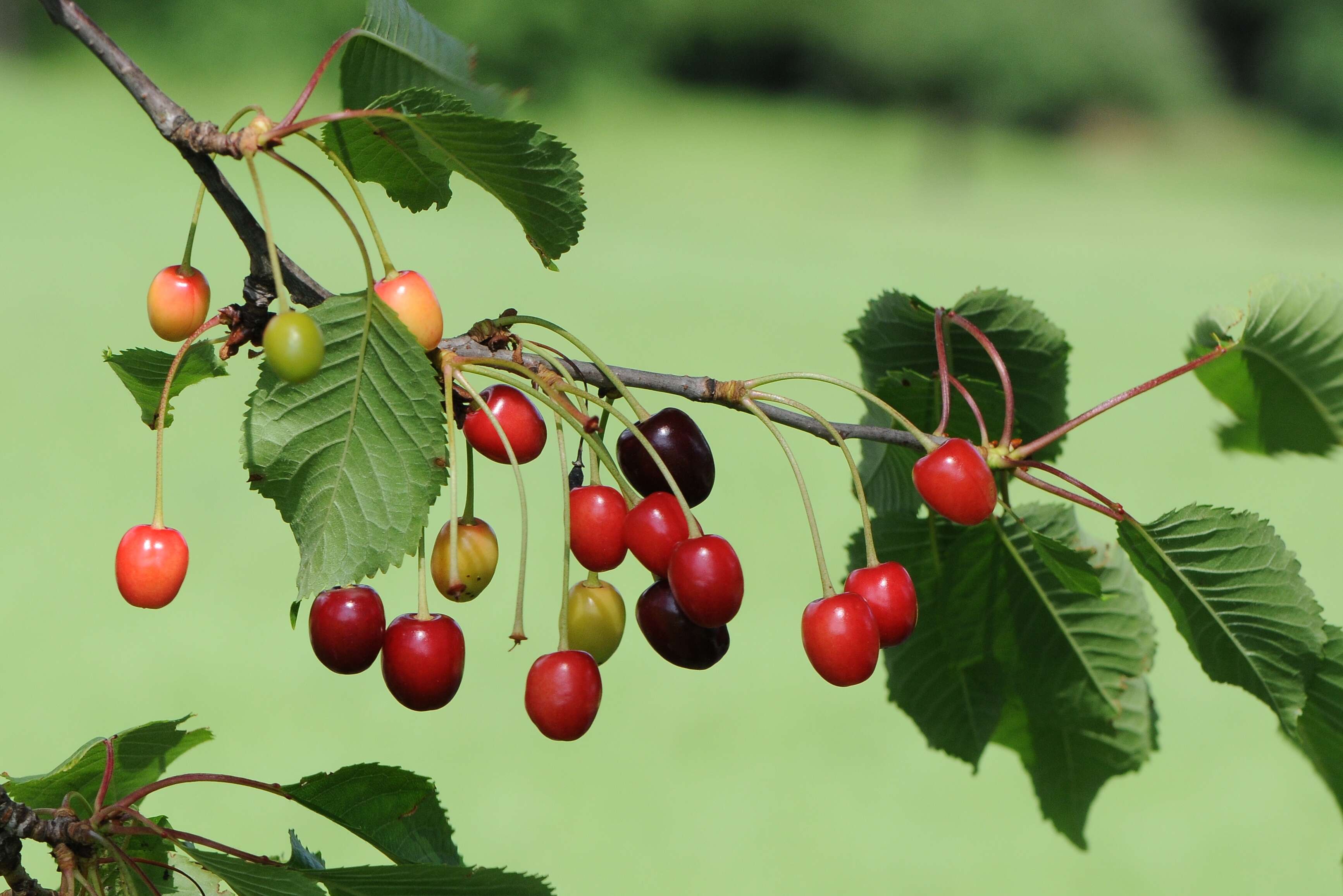 Image of sour cherry