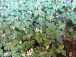 Image of Crassula peculiaris (Tölken) Tölken & Wickens