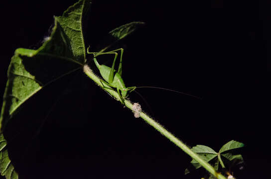 Image of Crimean Bright Bush-Cricket