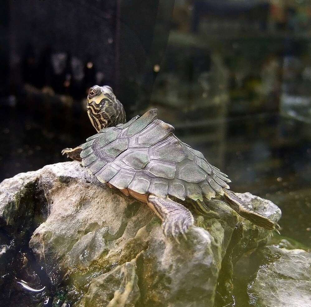 Image of Alabama Map Turtle