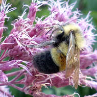 Image of Rusty patched bumble bee