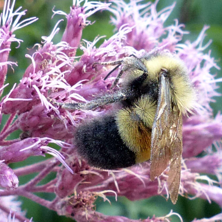 Image of Rusty patched bumble bee