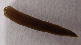 Image of Schmidtea polychroa