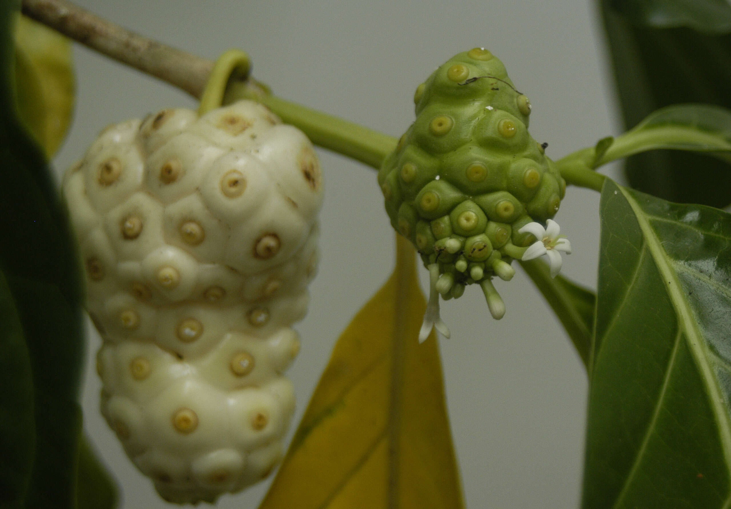 Image of Indian mulberry