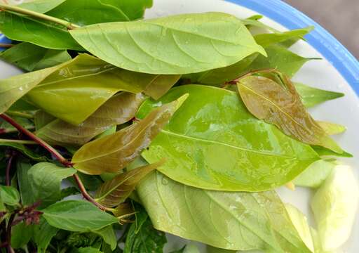 Image of hog plum