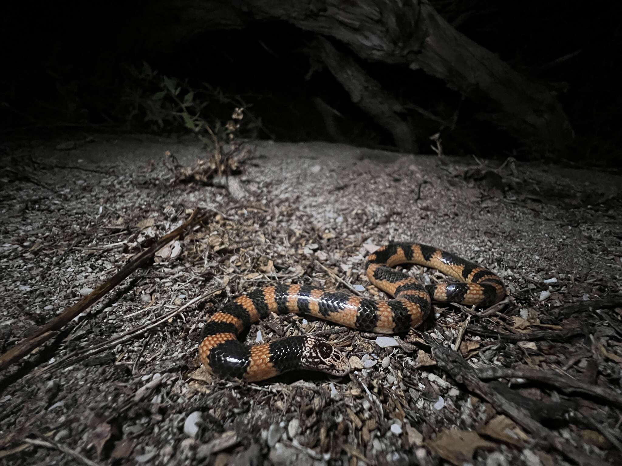 Image of Desert Banded Snake