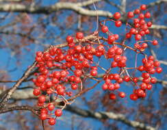 Image of Japanese Rowan