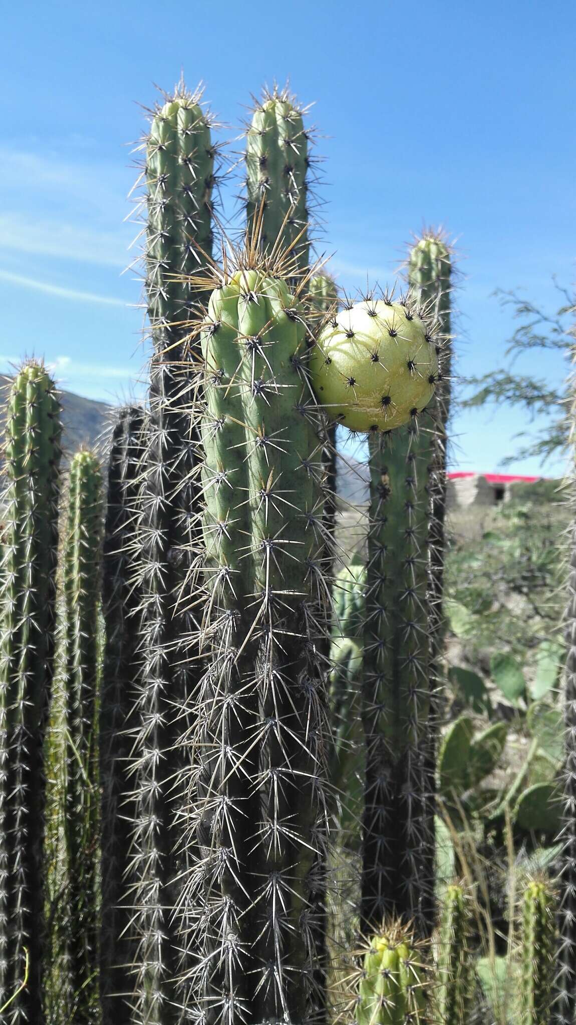 Corryocactus melanotrichus Britton & Rose resmi