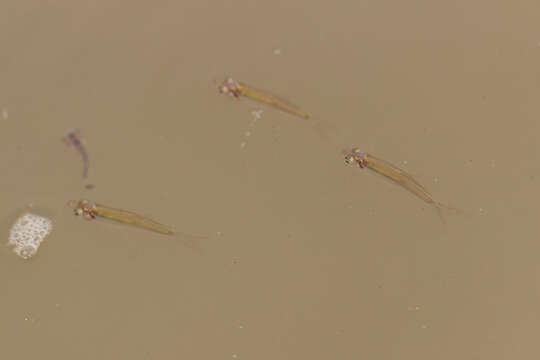 Image of Rasbora myersi Brittan 1954