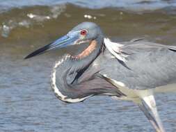 Image de Egretta tricolor ruficollis Gosse 1847