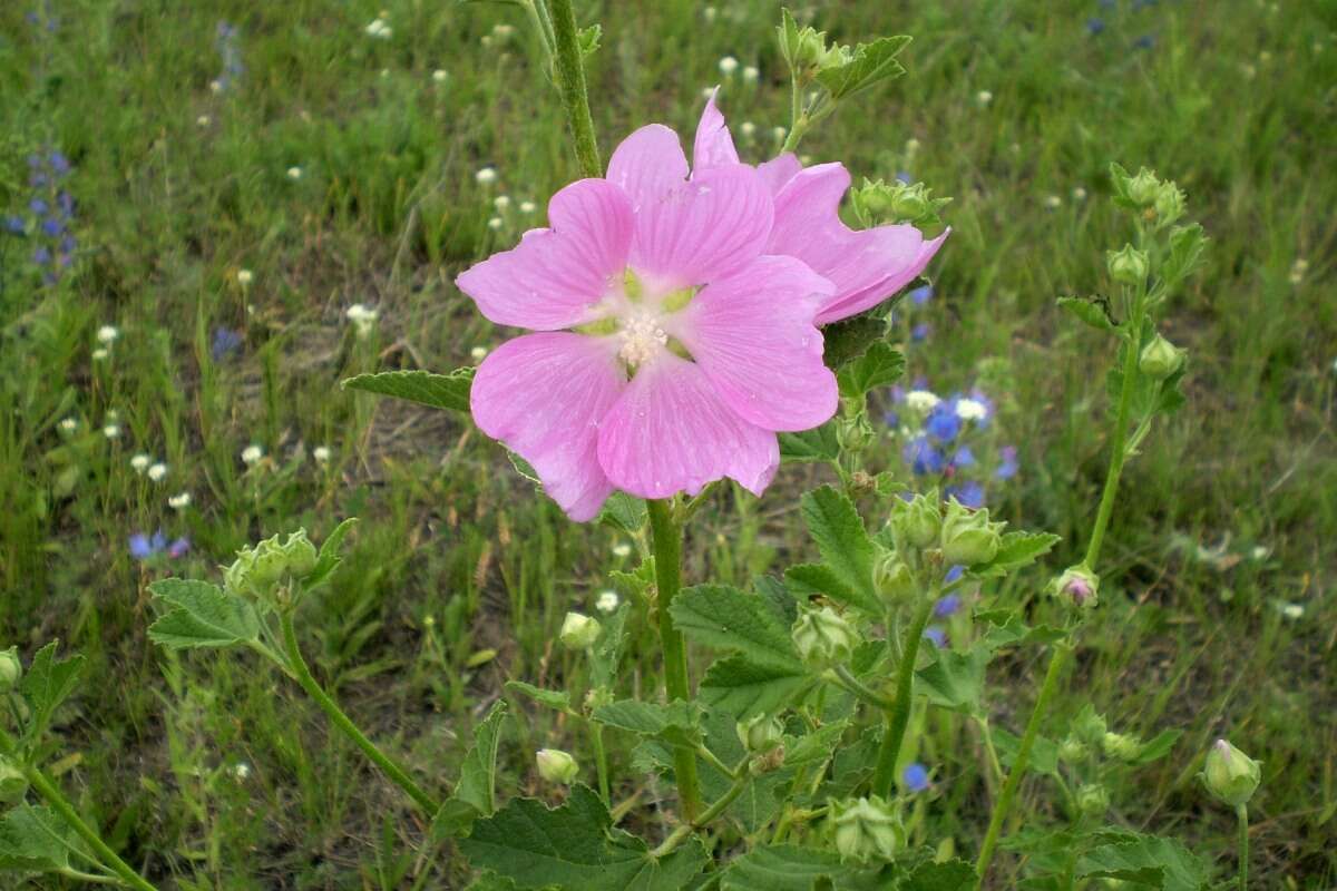 Image of Malva thuringiaca (L.) Vis.