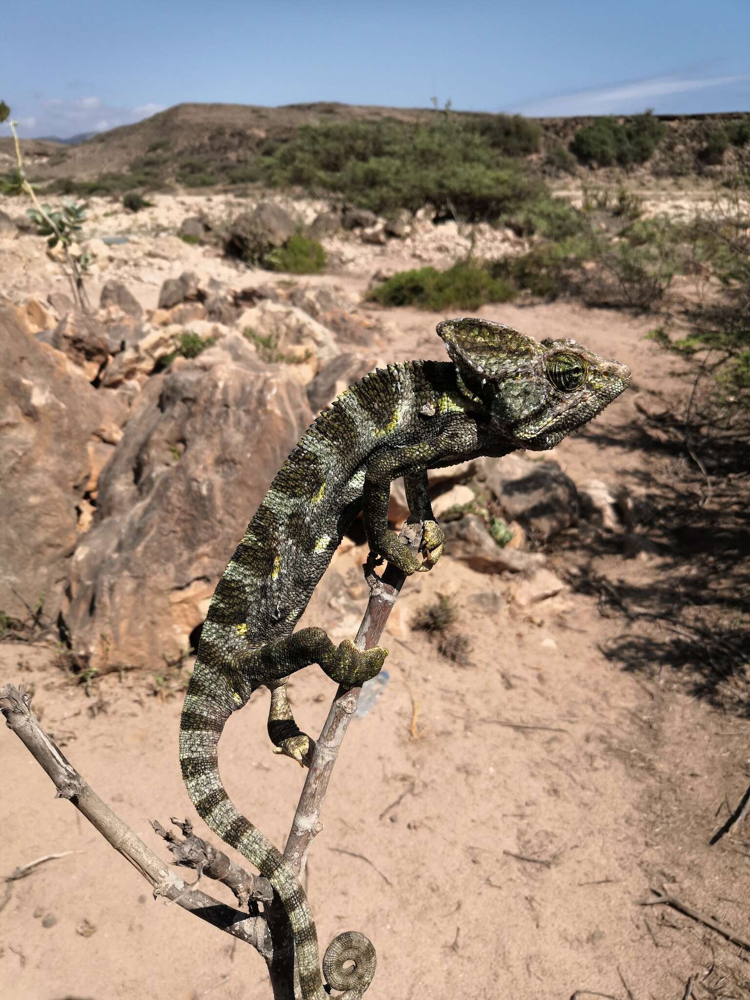 Image of Arabian Chameleon