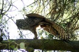 Image of Great Horned Owl