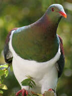 Image of Kererū