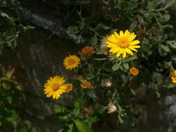 Image of Heterotheca mucronata V. L. Harms ex B. L. Turner