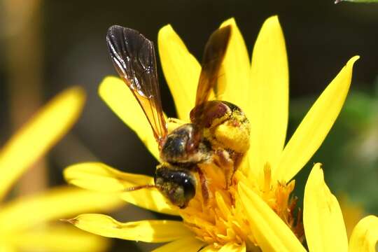 صورة Dieunomia nevadensis bakeri (Cockerell 1898)