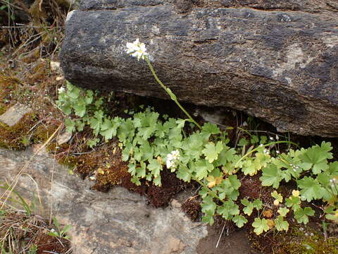 Imagem de Suksdorfia ranunculifolia (Hook.) Engl.