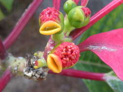 Image of poinsettia