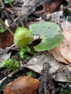 Image of Zeller's spider orchid