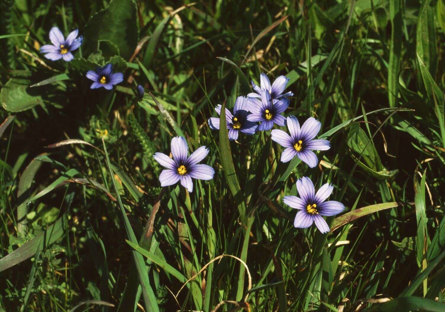 صورة Sisyrinchium bellum S. Watson