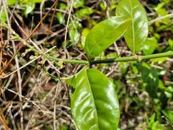 Image of Thyrsacanthus secundus (Leonard) A. L. A. Côrtes & Rapini