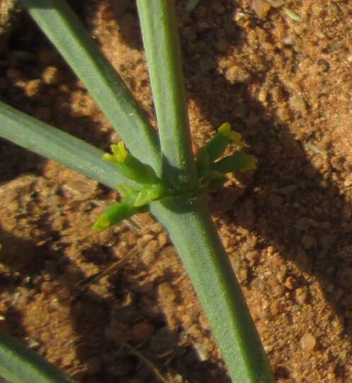 Image de Viscum rotundifolium L. fil.