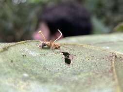 Image of Ophiocordyceps lloydii (H. S. Fawc.) G. H. Sung, J. M. Sung, Hywel-Jones & Spatafora 2007